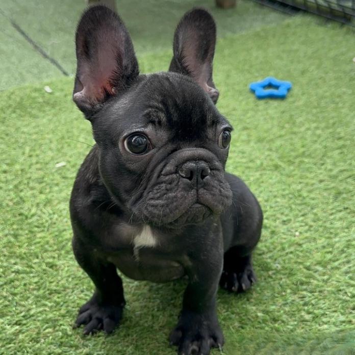フレンチブルドッグ(1475)の子犬情報