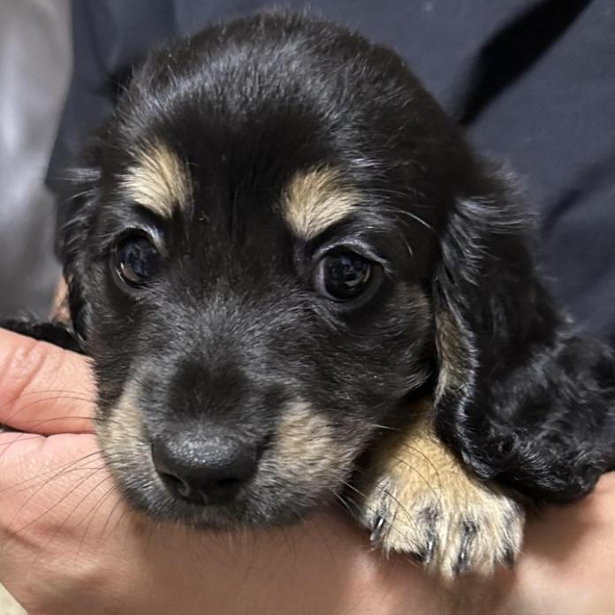 ミニチュアダックスフンド(ロング)(1614)の子犬情報
