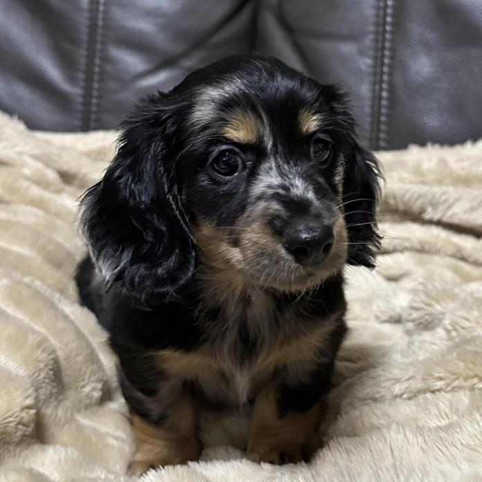 ミニチュアダックスフンド(ロング)(1615)の子犬情報