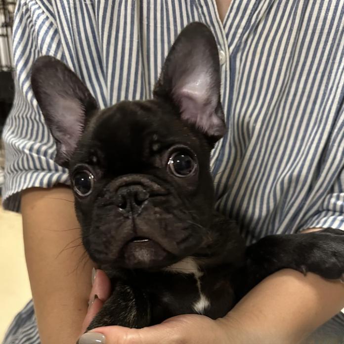 フレンチブルドッグ(兵庫県・男の子・2026/06/06・ブリンドル)の子犬情報! | 小林 昌美ブリーダー(1770)