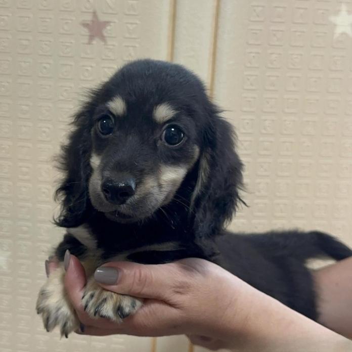 ミニチュアダックスフンド(ロング)(兵庫県・男の子・2026/07/15・ブラックイエロー)の子犬情報! | 小林 昌美ブリーダー(1933)
