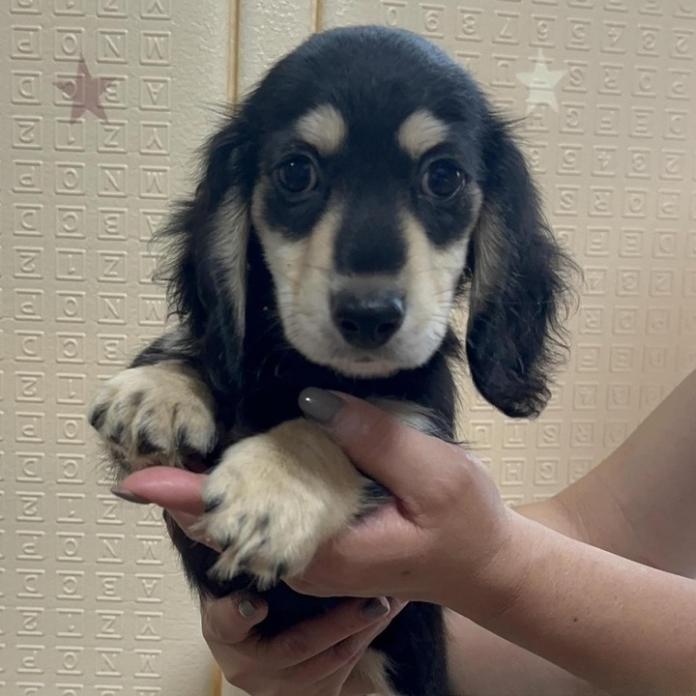 ミニチュアダックスフンド(ロング)(兵庫県・男の子・2026/07/15・ブラックイエロー)の子犬情報! | 小林 昌美ブリーダー(1934)