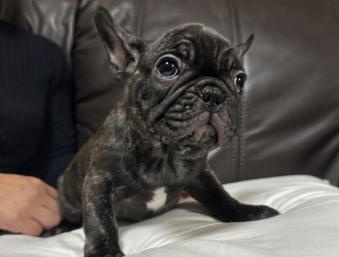 フレンチブルドッグ(兵庫県・男の子・2025/09/13・ブリンドル)の子犬情報! | 小林 昌美ブリーダー(826)