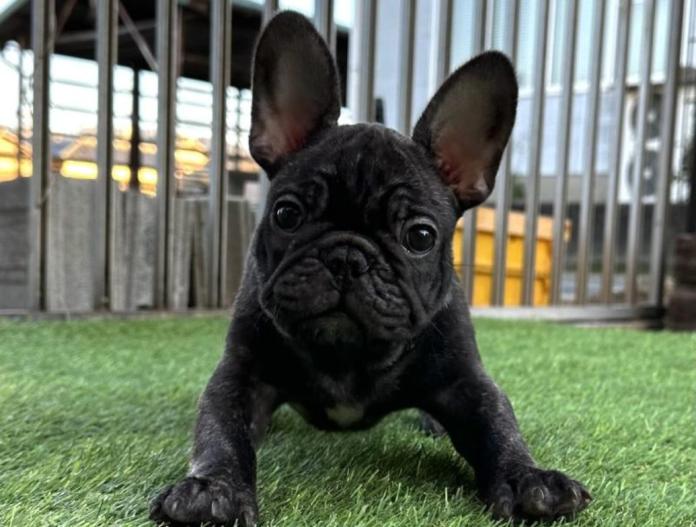 フレンチブルドッグ(兵庫県・男の子・2025/09/13・ブリンドル)の子犬情報! | 小林 昌美ブリーダー(826)