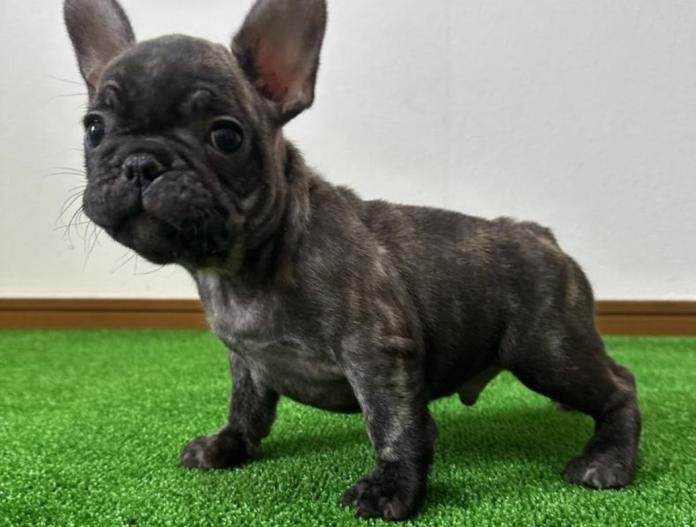 フレンチブルドッグ(兵庫県・男の子・2025/09/13・ブリンドル)の子犬情報! | 小林 昌美ブリーダー(827)