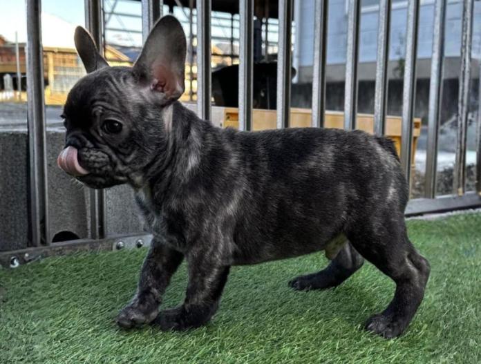 フレンチブルドッグ(兵庫県・男の子・2025/09/13・ブリンドル)の子犬情報! | 小林 昌美ブリーダー(827)