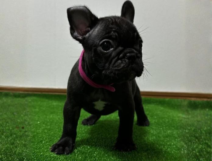 フレンチブルドッグ(兵庫県・女の子・2025/09/21・ブリンドル)の子犬情報! | 小林 昌美ブリーダー(828)