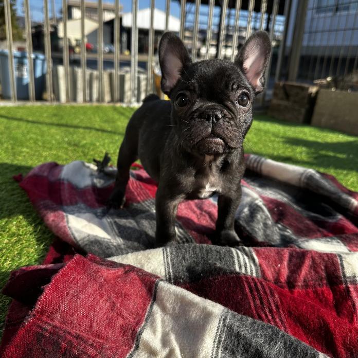 フレンチブルドッグ(兵庫県・女の子・2025/09/21・ブリンドル)の子犬情報! | 小林 昌美ブリーダー(828)