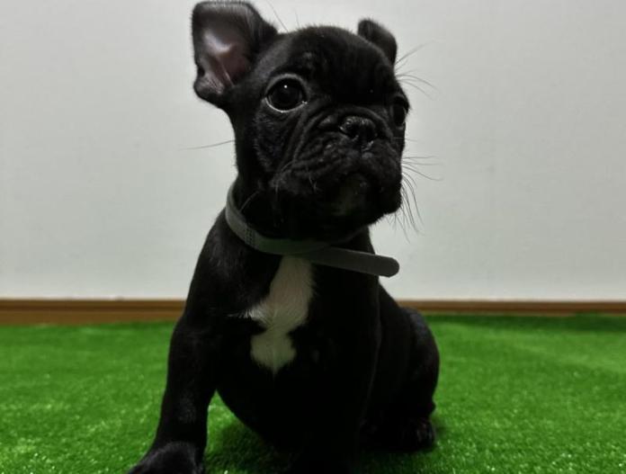 フレンチブルドッグ(兵庫県・男の子・2025/09/21・ブリンドル)の子犬情報! | 小林 昌美ブリーダー(829)