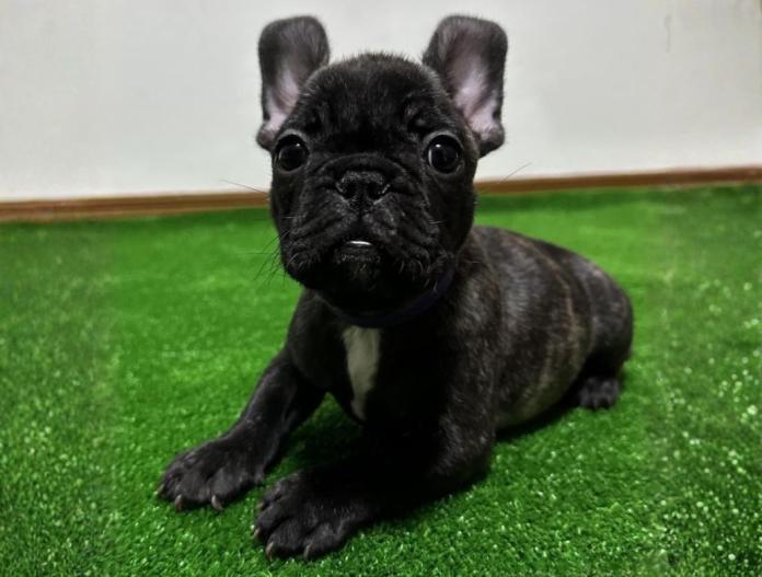 フレンチブルドッグ(兵庫県・男の子・2025/09/21・ブリンドル)の子犬情報! | 小林 昌美ブリーダー(830)