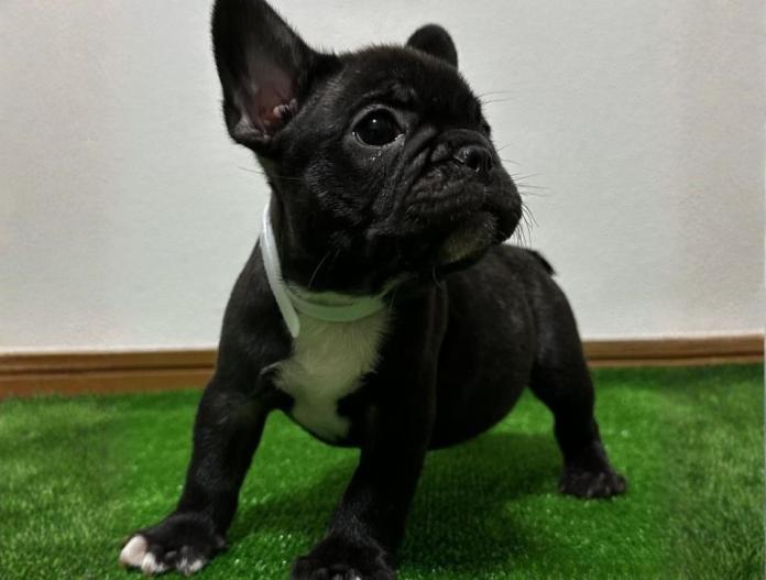 フレンチブルドッグ(兵庫県・男の子・2025/09/21・ブリンドル)の子犬情報! | 小林 昌美ブリーダー(831)