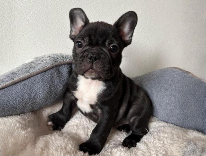 フレンチブルドッグ(兵庫県・男の子・2025/09/21・ブリンドル)の子犬情報! | 小林 昌美ブリーダー(831)