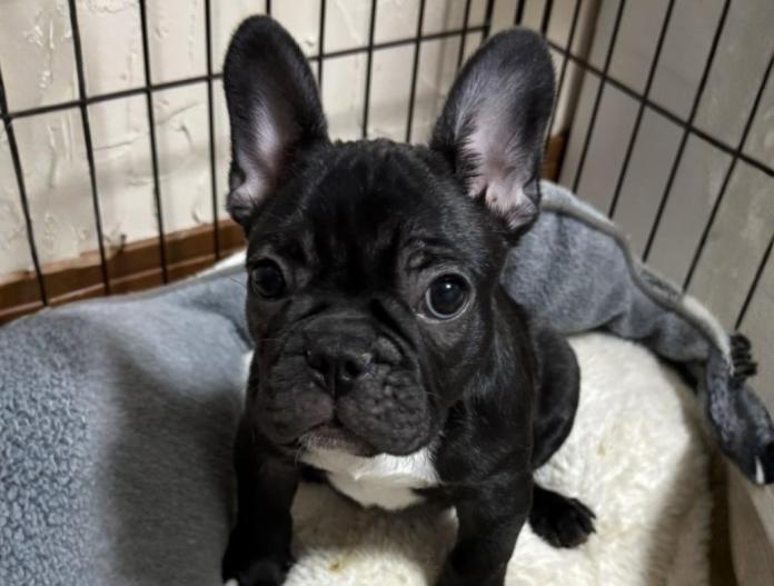 フレンチブルドッグ(兵庫県・男の子・2025/09/21・ブリンドル)の子犬情報! | 小林 昌美ブリーダー(831)