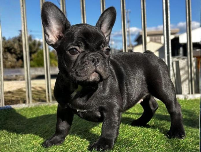 フレンチブルドッグ(兵庫県・女の子・2025/09/13・ブリンドル)の子犬情報! | 小林 昌美ブリーダー(849)