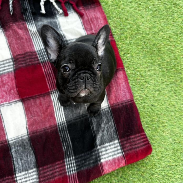 フレンチブルドッグ(兵庫県・女の子・2025/09/13・ブリンドル)の子犬情報! | 小林 昌美ブリーダー(849)
