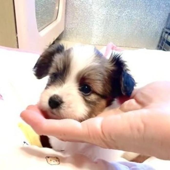 パピヨン(1420)の子犬情報
