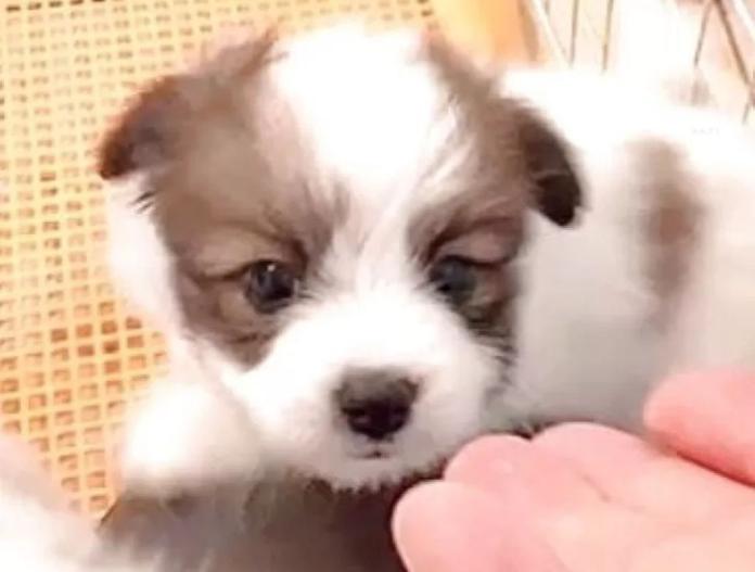 パピヨン(大阪府・男の子・2025/10/02・ホワイト&ブラウン)の子犬情報! | 福住 優子ブリーダー(915)