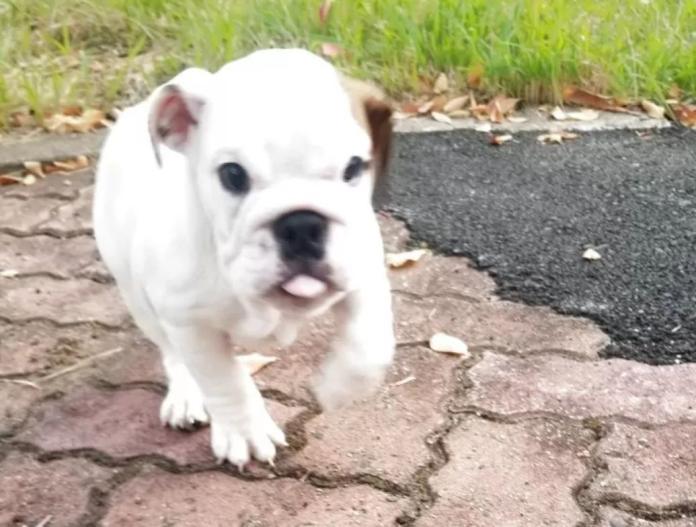 ブルドッグ(京都府・男の子・2025/08/26・ホワイト&レッド)の子犬情報! | 伊藤 真由美ブリーダー(851)