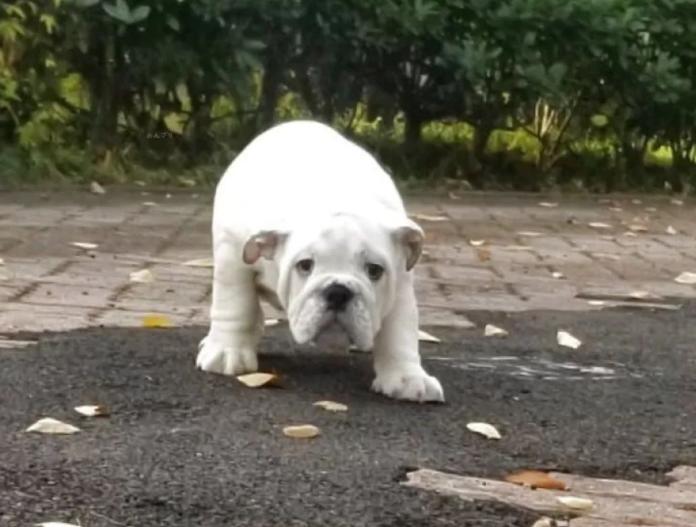 ブルドッグ(京都府・男の子・2025/08/16・ホワイト)の子犬情報! | 伊藤 真由美ブリーダー(852)