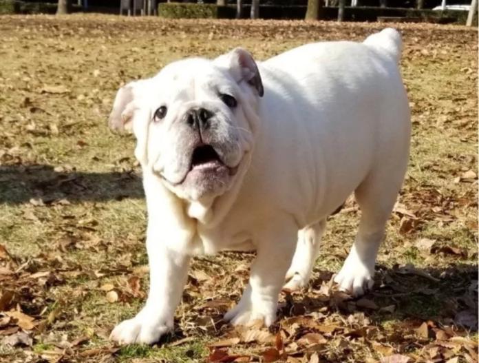 ブルドッグ(京都府・男の子・2025/08/16・ホワイト)の子犬情報! | 伊藤 真由美ブリーダー(852)