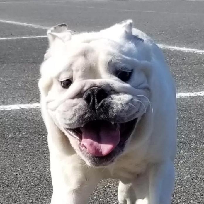 ブルドッグ(852)の子犬情報