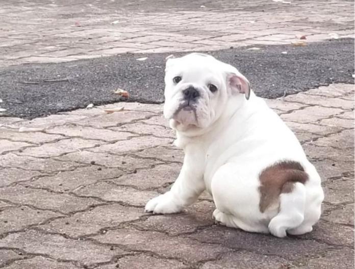 ブルドッグ(京都府・男の子・2025/08/16・ホワイト&レッド)の子犬情報! | 伊藤 真由美ブリーダー(853)