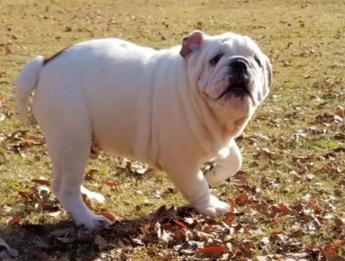 ブルドッグ(京都府・男の子・2025/08/16・ホワイト&レッド)の子犬情報! | 伊藤 真由美ブリーダー(853)