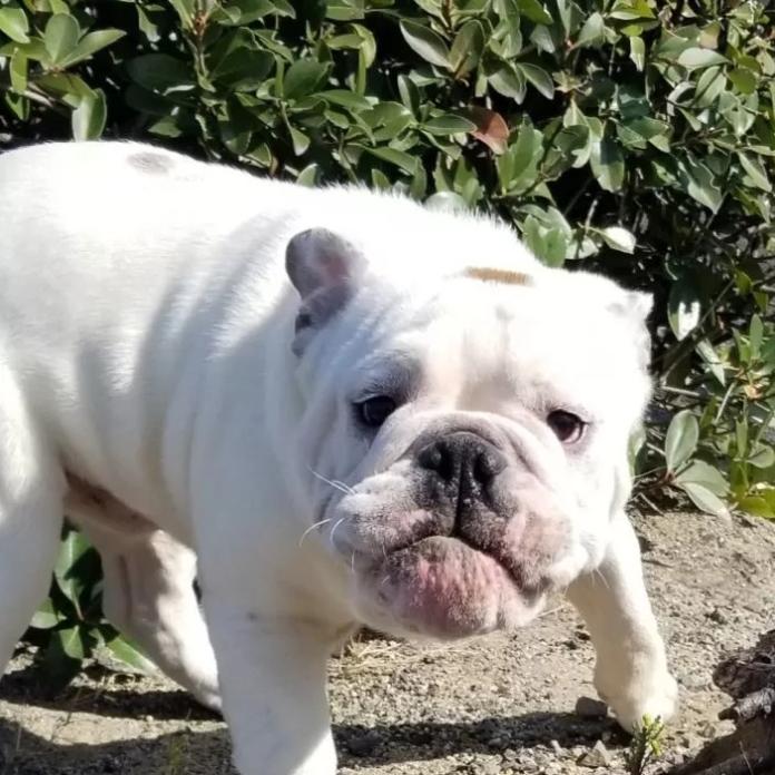 ブルドッグ(853)の子犬情報