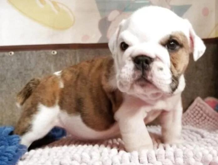 ブルドッグ(京都府・男の子・2025/10/10・ブリンドル&ホワイト)の子犬情報! | 伊藤 真由美ブリーダー(904)