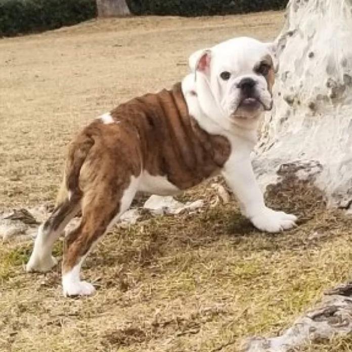 ブルドッグ(京都府・男の子・2025/10/10・ブリンドル&ホワイト)の子犬情報! | 伊藤 真由美ブリーダー(904)