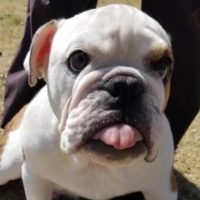 ブルドッグ(904)の子犬情報