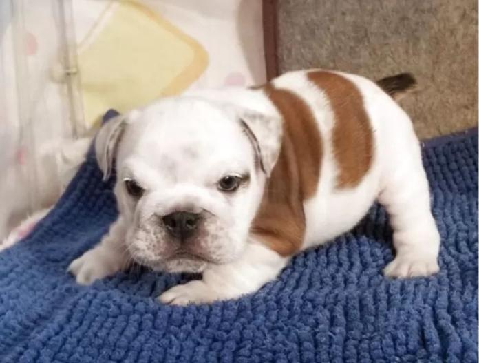 ブルドッグ(京都府・男の子・2025/10/10・レッド&ホワイト)の子犬情報! | 伊藤 真由美ブリーダー(905)