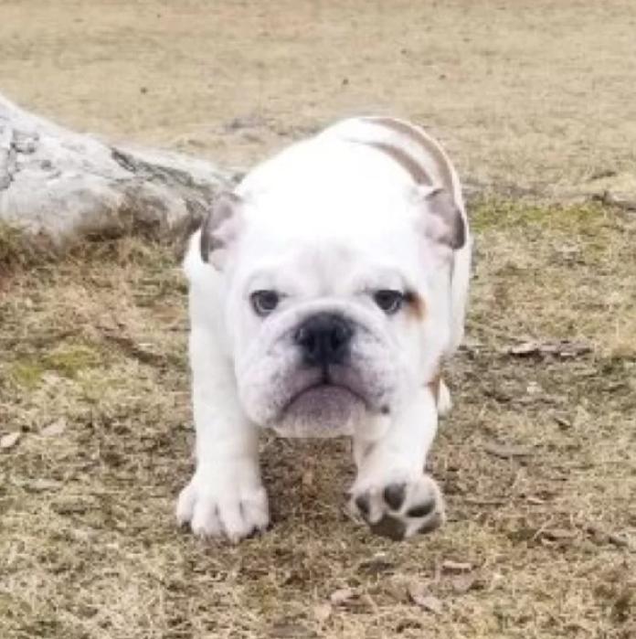 ブルドッグ(京都府・男の子・2025/10/10・レッド&ホワイト)の子犬情報! | 伊藤 真由美ブリーダー(905)