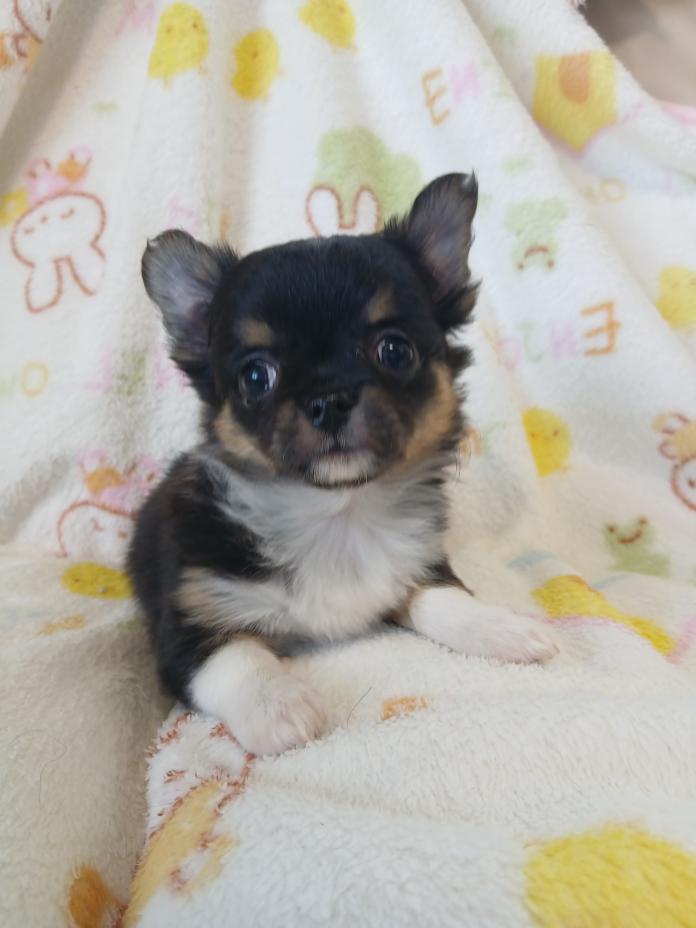 チワワ(ロング)(栃木県・男の子・2026/02/19・ブラックタン&ホワイト)の子犬情報! | 野澤 謙市ブリーダー(1339)