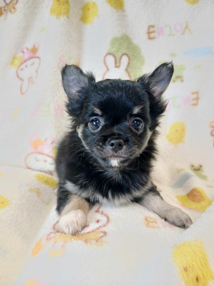 チワワ(ロング)(栃木県・男の子・2026/02/19・ブラッククリーム&ホワイト)の子犬情報! | 野澤 謙市ブリーダー(1341)