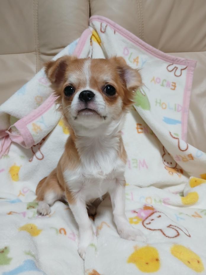 チワワ(ロング)(1761)の子犬情報