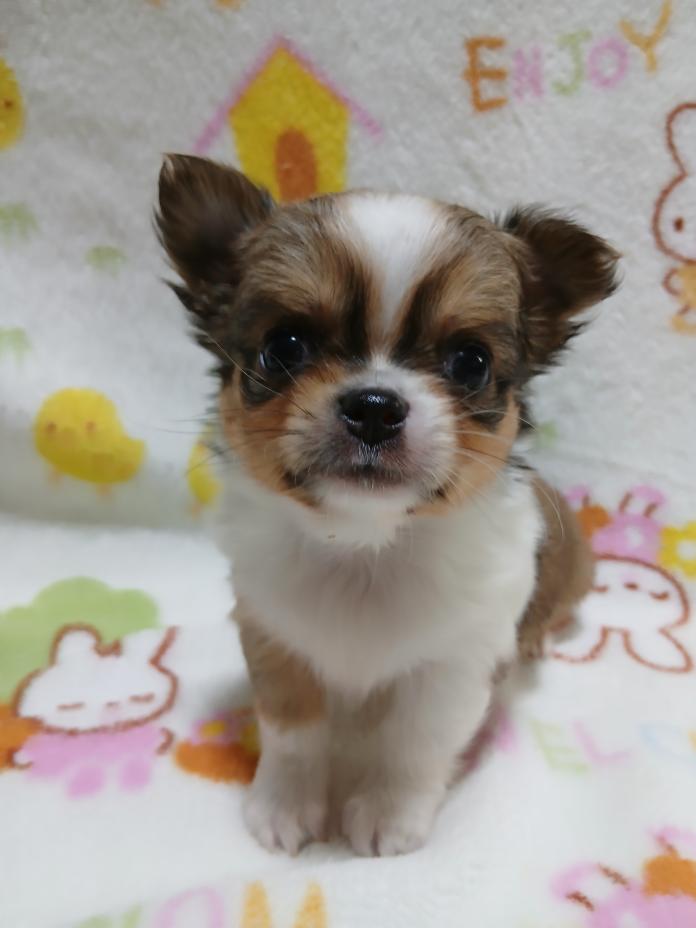 チワワ(ロング)(801)の子犬情報