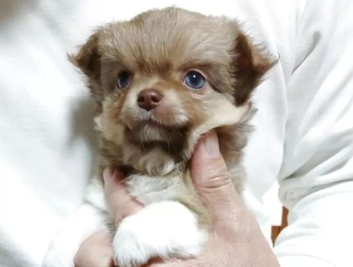 チワワ(ロング)(栃木県・男の子・2025/10/03・レッド&ホワイト)の子犬情報! | 野澤 謙市ブリーダー(818)