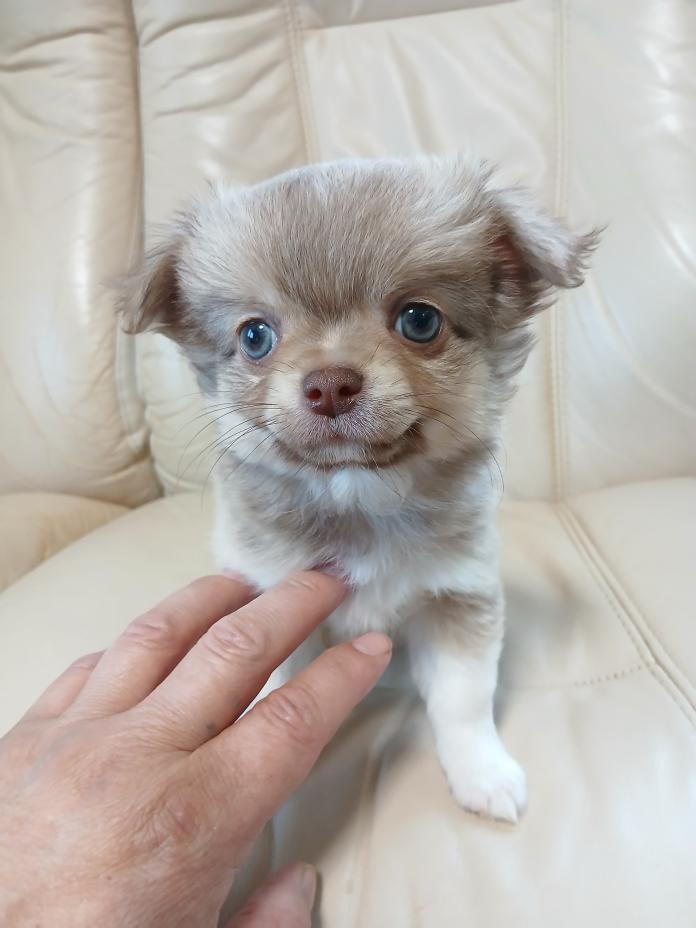 チワワ(ロング)(栃木県・男の子・2025/10/03・レッド&ホワイト)の子犬情報! | 野澤 謙市ブリーダー(818)