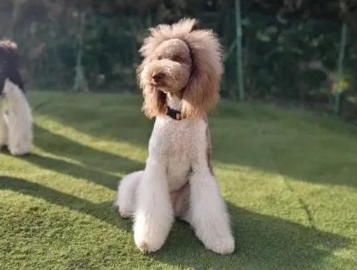 犬のプロフィール画像