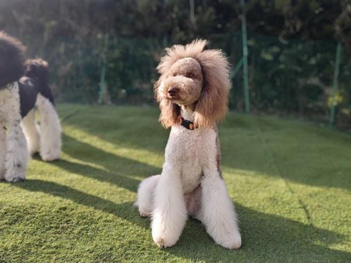 安田 芳枝ブリーダー(静岡県)の情報・子犬一覧