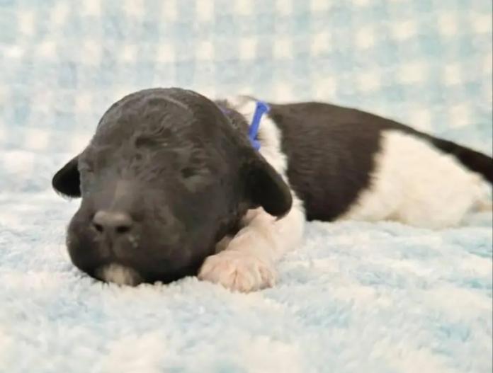 スタンダードプードル(静岡県・男の子・2025/12/10・パーティー)の子犬情報! | 安田 芳枝ブリーダー(964)