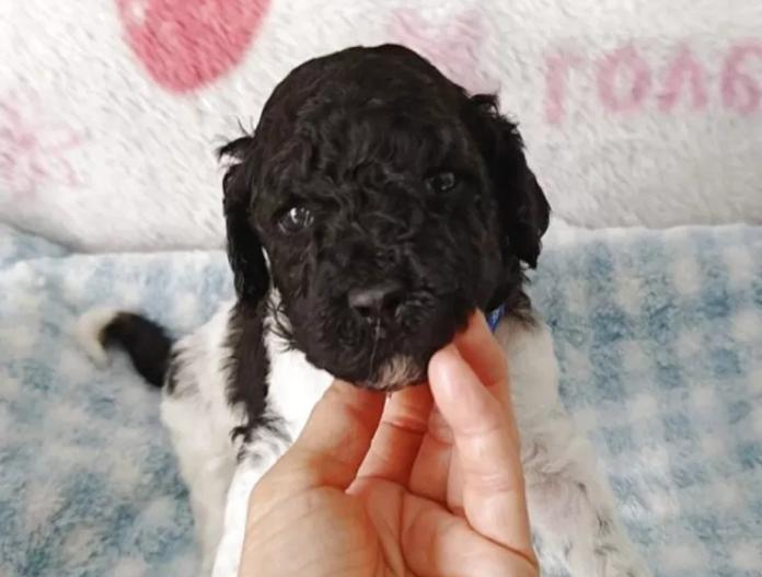 スタンダードプードル(静岡県・男の子・2025/12/10・パーティー)の子犬情報! | 安田 芳枝ブリーダー(964)