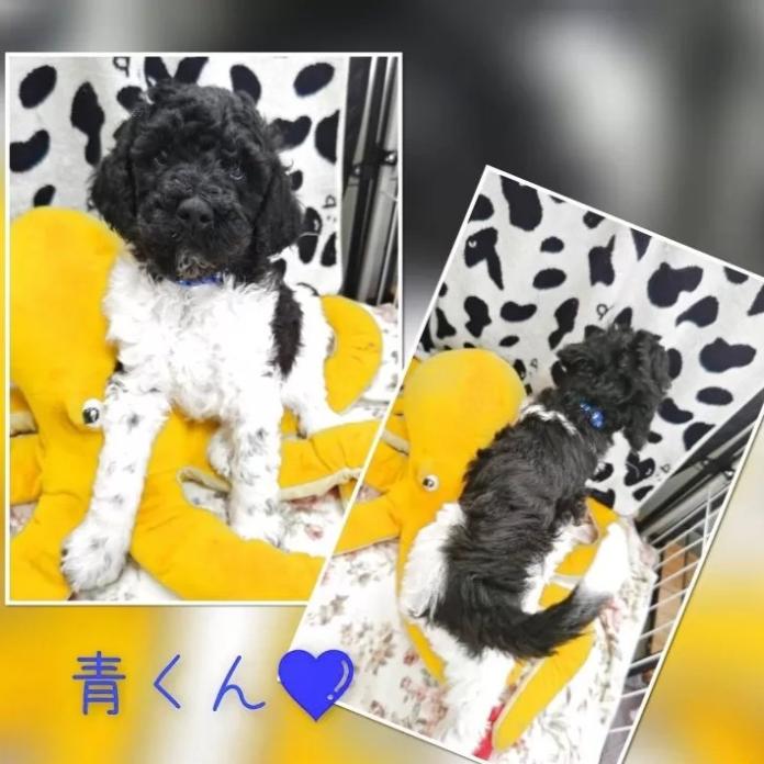 スタンダードプードル(静岡県・男の子・2025/12/10・パーティーカラー ブラック&ホワイト)の子犬情報! | 安田 芳枝ブリーダー(964)