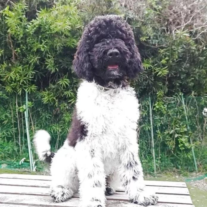 スタンダードプードル(964)の子犬情報