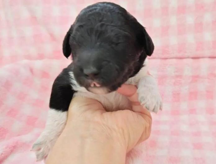 スタンダードプードル(静岡県・女の子・2025/12/10・パーティー)の子犬情報! | 安田 芳枝ブリーダー(965)