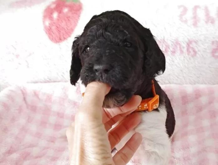 スタンダードプードル(静岡県・女の子・2025/12/10・パーティー)の子犬情報! | 安田 芳枝ブリーダー(965)