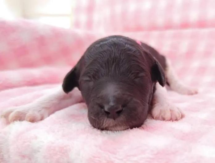 スタンダードプードル(静岡県・女の子・2025/12/10・パーティー)の子犬情報! | 安田 芳枝ブリーダー(966)