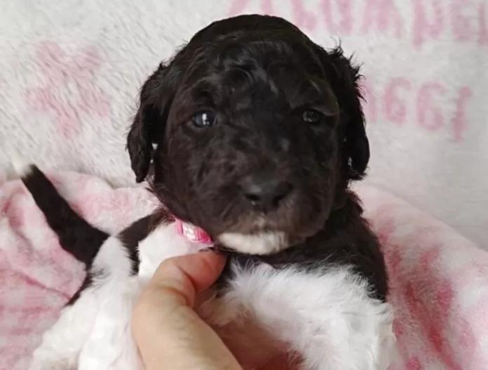 スタンダードプードル(静岡県・女の子・2025/12/10・パーティー)の子犬情報! | 安田 芳枝ブリーダー(966)