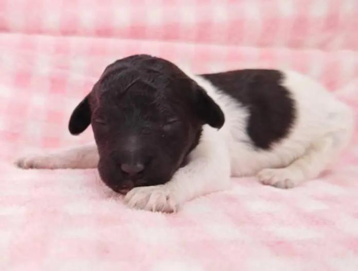 スタンダードプードル(静岡県・女の子・2025/12/10・パーティー)の子犬情報! | 安田 芳枝ブリーダー(967)